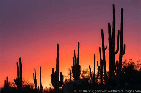 Saguaro Cactus Sunset | Tucson, Arizona. | Photos by Ron Niebrugge