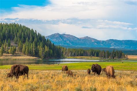 8 Yellowstone Secrets From National Park Rangers — Best Life