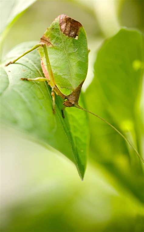 20+ Camouflage Animals That You Have to See to Believe