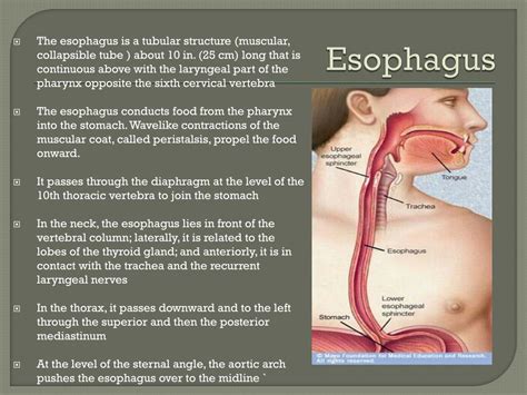 Esophagus Function