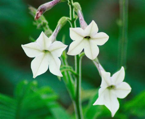 White Tobacco Flower Absolute (Nicotiana affinis) – Natural Alchemy