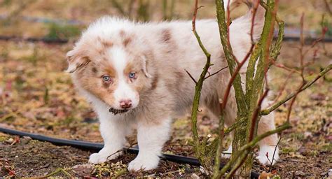 Red Merle Australian Shepherd Dog - Facts And Fun