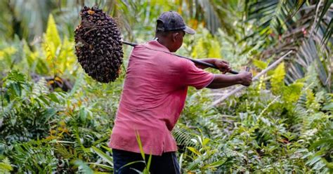 Palm oil deforestation and certification