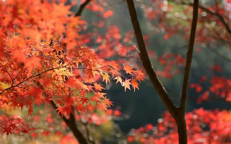 japan, Autumn, Leaves Wallpapers HD / Desktop and Mobile Backgrounds