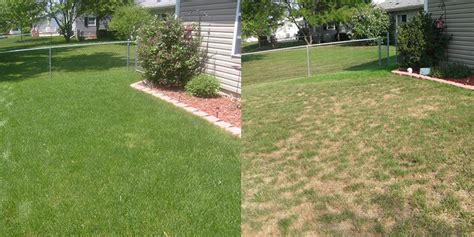 Should I Aerate My Lawn? - Roedell's Landscaping