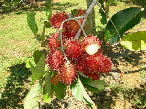 Conkers: The seed of the Rambutan obsession? - angmohdan.com