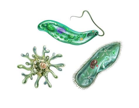 Protista Examples With Scientific Names