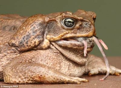 Cane Toad - The Impacts of Invasive Species