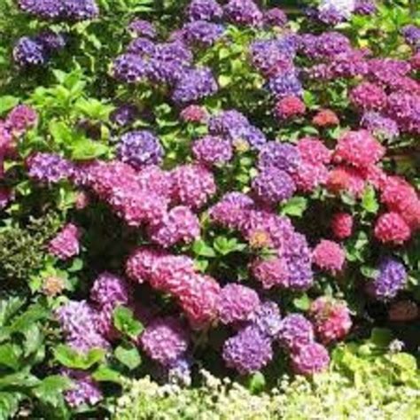 Hydrangea Macrophylla 'bailmer' Live Plant Perennial Shrub Pink or Blue ...