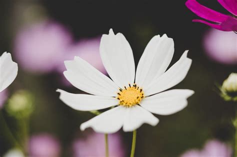 Selective Focus Photography of Red Flowers · Free Stock Photo