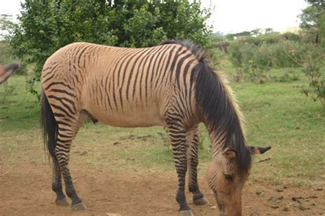 Picture 1 of 5 - Zorse (Equus Zebra X Equus Caballus) Pictures & Images ...