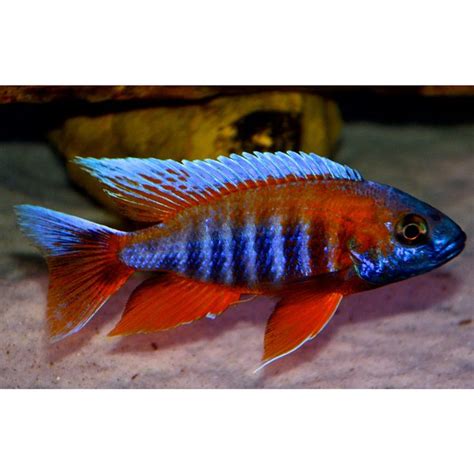 15 best Lake Malawi Peacock Cichlids images on Pinterest | African ...