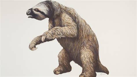 Giant Ground Sloth | Museum of Zoology