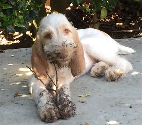 Spinone Italiano Grooming Needs: What Are They? | Spinone Life