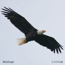 Birds of Prey - North American Birds of Prey - Birds of North America