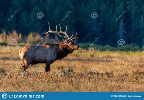 A Large Bull Elk Bugling during the Fall Rut Stock Photo - Image of ...