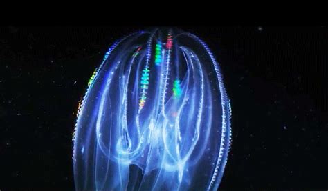 Bioluminescent Jellies | GeoTrippin Adventure Company