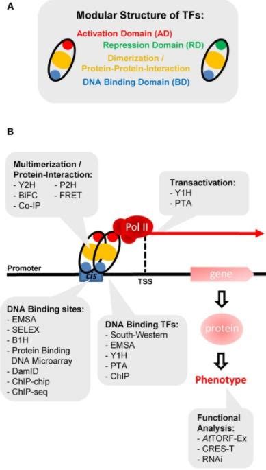 Transcription Factors - Creative Diagnostics