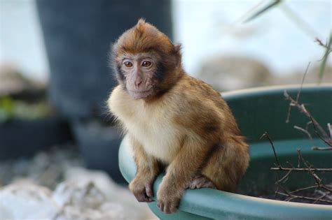 Caring for Primates: What are the Most Common Types of Pet Monkeys ...