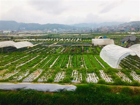 La Trinidad Strawberry Farm (DIY Guide): How to Get There + Sights