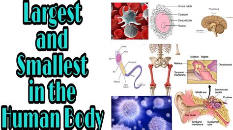 Largest and Smallest in the Human Body (TRIVIA) - YouTube