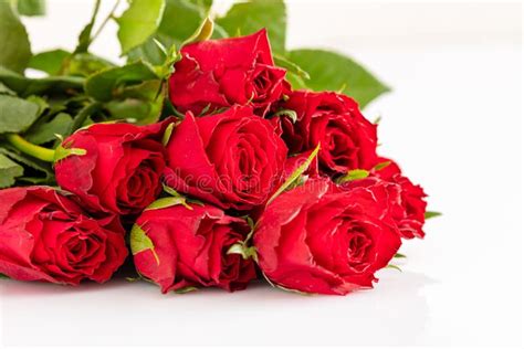 Red roses for love stock photo. Image of valentine, romantic - 146718712