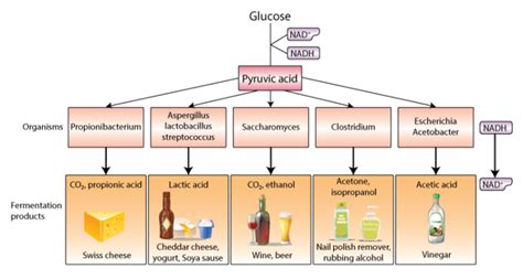 Types of Fermentation: Definition, Process, Advantages