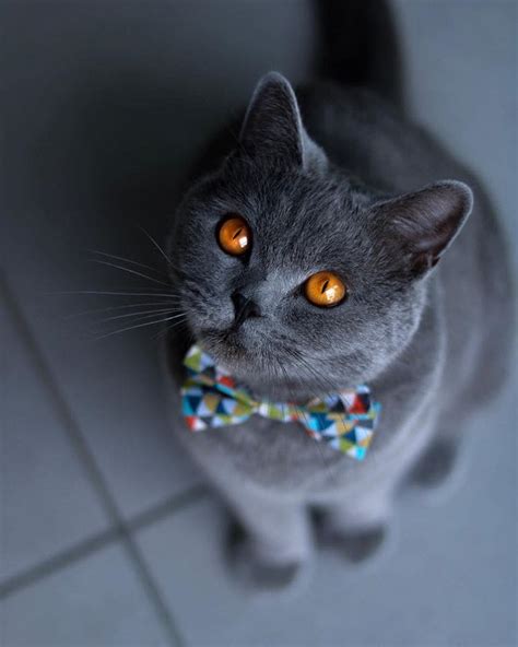 British Shorthair Cat Breed - Scottish Fold Cats and Kittens - Cat ...