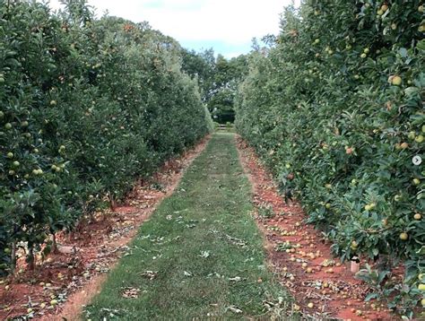 Exploring the Orchard – Apple Farm Tour with TK Family Farms | People ...