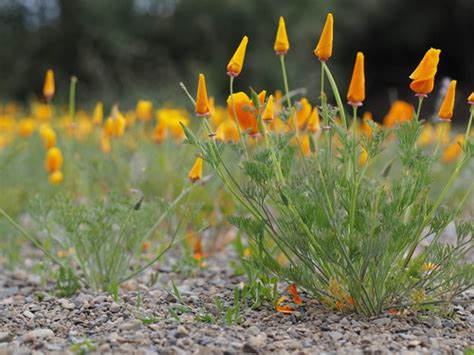 Glen Canyon Park Check List · iNaturalist