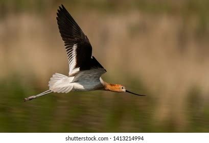 6,246 Avocet Stock Photos, Images & Photography | Shutterstock