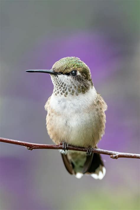 Hummingbird with long beak resting on twig · Free Stock Photo