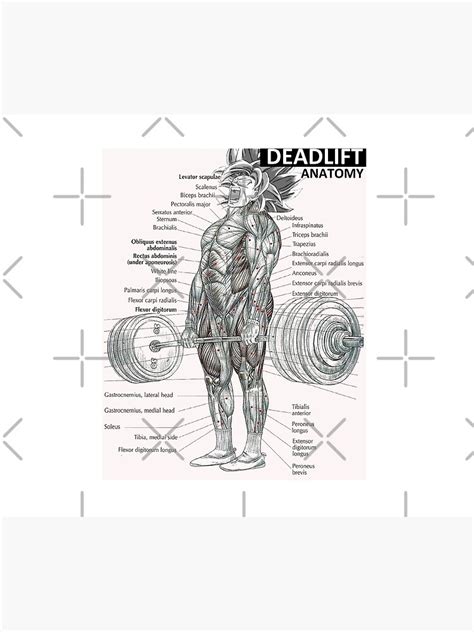 Deadlift Muscle Chart - Anatomy Diagram - Anime Gym Motivational ...