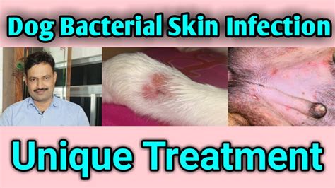 Skin Infections On Dogs