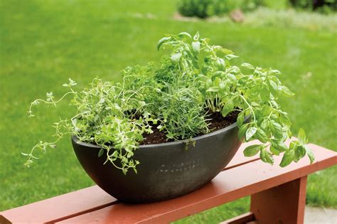 Tips For Planting Herbs Together In One Container | Gardening Know How