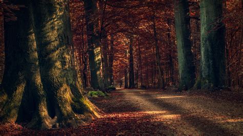 3840x2160, Autumn Forest Path Wallpaper - Forest Hd Wallpaper For ...