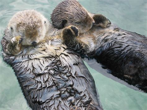 Cute Baby Sea Otters Holding Hands | Wallpapers Gallery