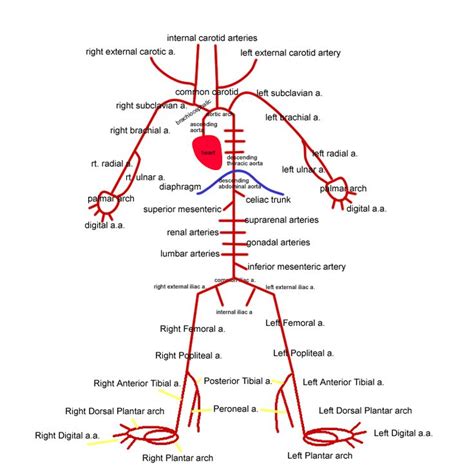 Blood Supply Of Stomach Flow Chart - Flowchart Examples