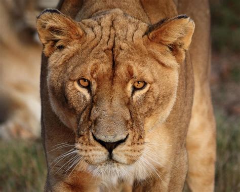 Female lion closeup - Gauteng, South Africa Photograph by Wesley ...