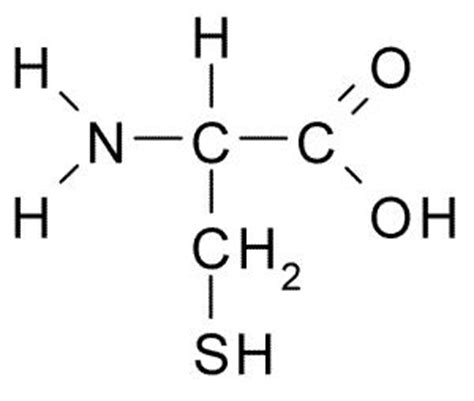 Solved The R group of the amino acid cysteine is -CH2SH. | Chegg.com