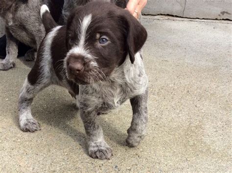 German Wirehaired Pointer Puppies | in Pitlochry, Perth and Kinross ...