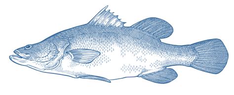 Nile Perch - GoodFish Australia's Sustainable Seafood Guide