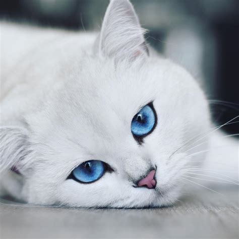 Coby the Cat – Instagram - Celebrity Pet Worth