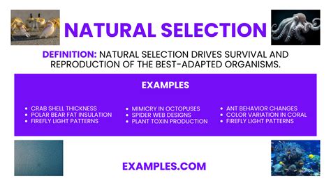 Natural Selection- 20+ Examples, How to Check, PDF