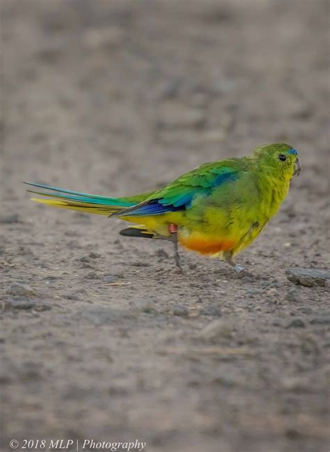 Orange-bellied Parrot | The Gap Year and Beyond