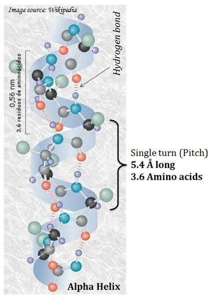 Alpha Helix Secondary Structure