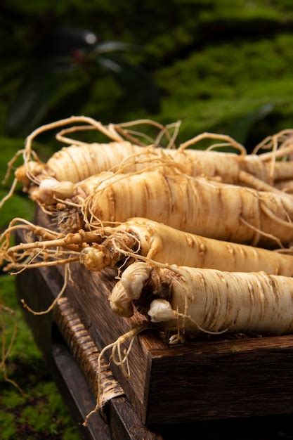 Premium Photo | Fresh ginseng root the amazing health benefits of ...