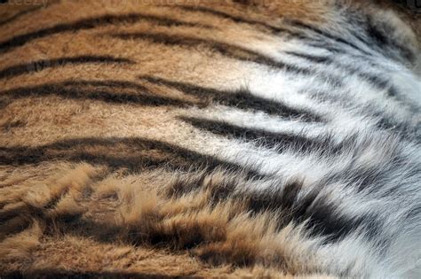 Tiger Fur - Great As Pattern 23128733 Stock Photo at Vecteezy