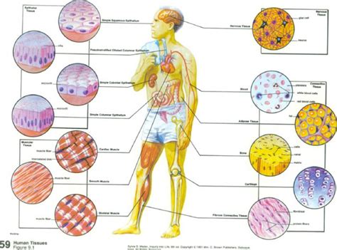 Diagram To Identify The Tissues And Structures Unit 6 Tissu