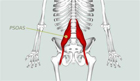 Psoas Release Exercises | Biohackz